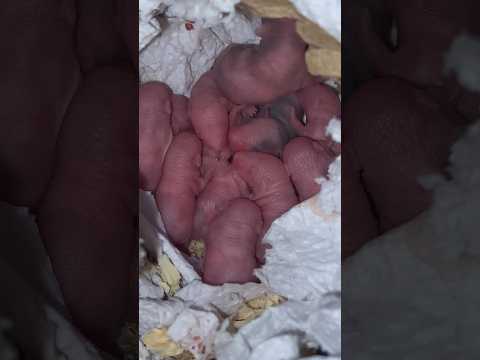 Camada de ratones 🥹 #shorts #viral #mice