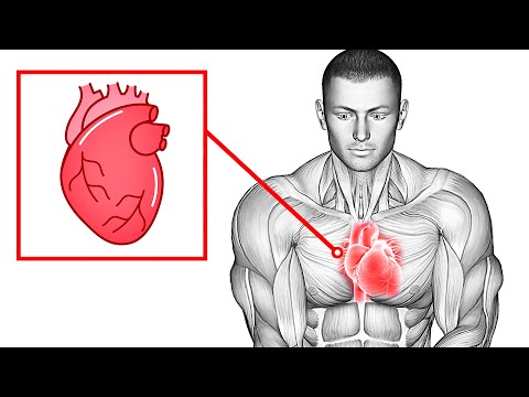 Daily Cardio for Heart Disease Risk Reduction