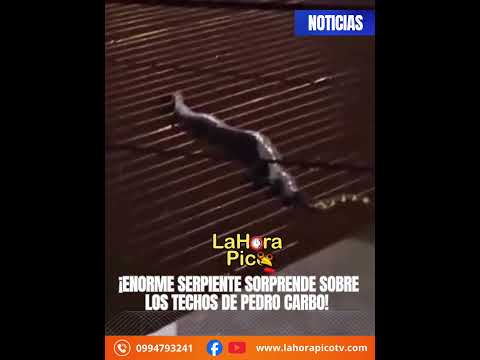 🐍😱 ¡ENORME SERPIENTE SORPRENDE SOBRE LOS TECHOS DE PEDRO CARBO!