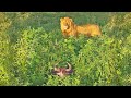 When a Lion Finds a Sleeping Wildebeest…