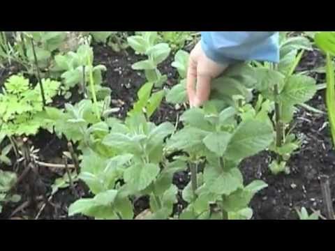mentha spicata - spearmint - YouTube