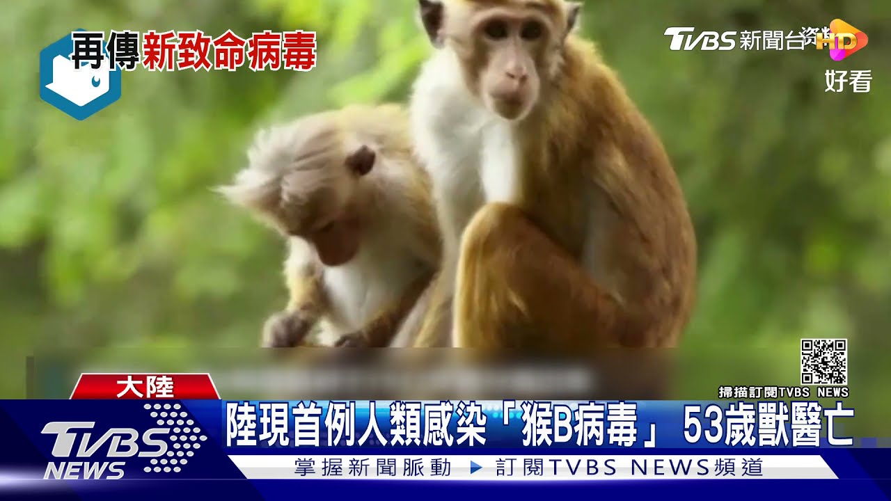 陸現首例人類感染「猴B病毒」 53歲獸醫亡