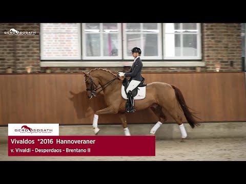 Vivaldos *2016 von Vivaldi x Desperados | Sosath Hengstschau 2023