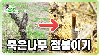 나무가 죽었다고요?ㅣ접목을 해보세요!ㅣ죽은 나무를 살리는 마술