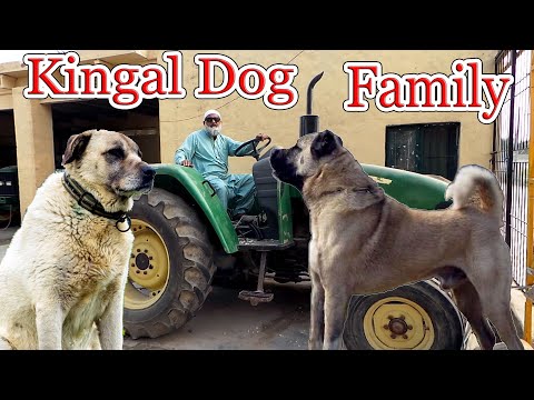 Kingal Dog Family in Lahore | Kingal Dog of Abdul Hameed | Kingal Dog Family By Nafa TV HD