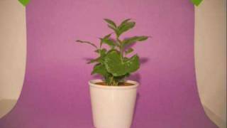 The New Amsterdams - All Our Vice