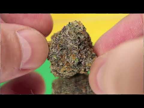 Strain Tasters Cannabis Reviews - Pick & Roll