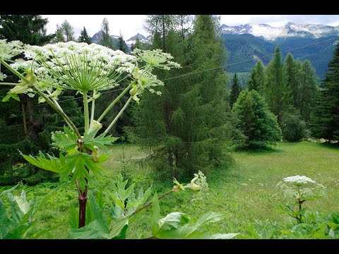 Panace Gigante in Trentino (Heracleum Mantegazzianum in Trentino, Italy) - Genesis' Giant Hogweed