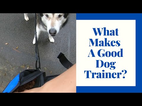 How To Find A Reputable Dog Trainer
