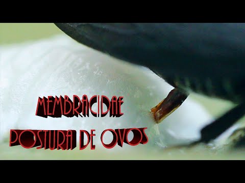 Membracidae - Postura de ovos