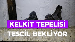 Sahibinin ömrünü uzatan güvercin Kelkit Tepelisi