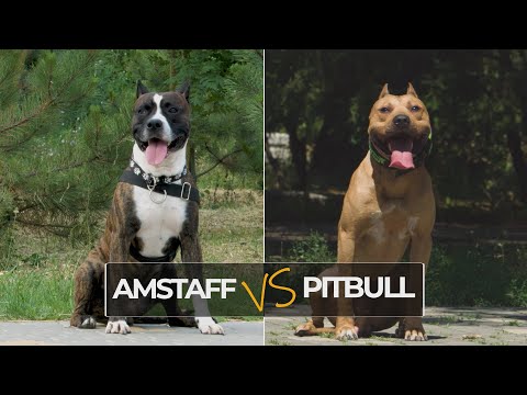 American Staffordshire Terrier vs American Pitbull Terrier: What’s The Difference?