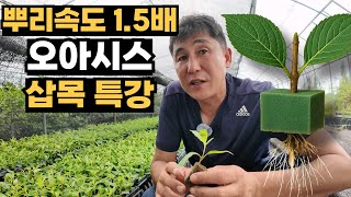 뿌리 속도 1.5배! 오아시스 삽목으로 연간 60만 주 생산!