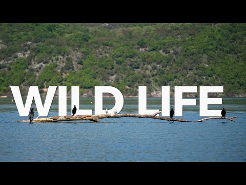 Wild Life of Skadar Lake