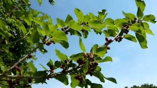 Iry LeJeune Waltz of the Mulberry Limb