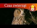 Czas zwierząt - Sowa + Góralek, dla dzieci 