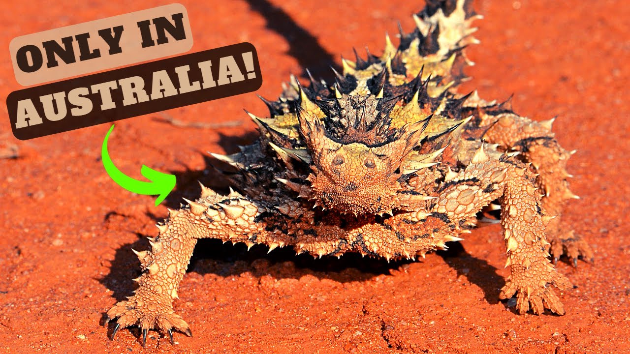 Animals That Only Found In Australia: The Kangaroo Paradise