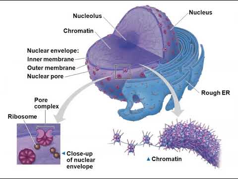 Chapter 6 A Tour of the Cell