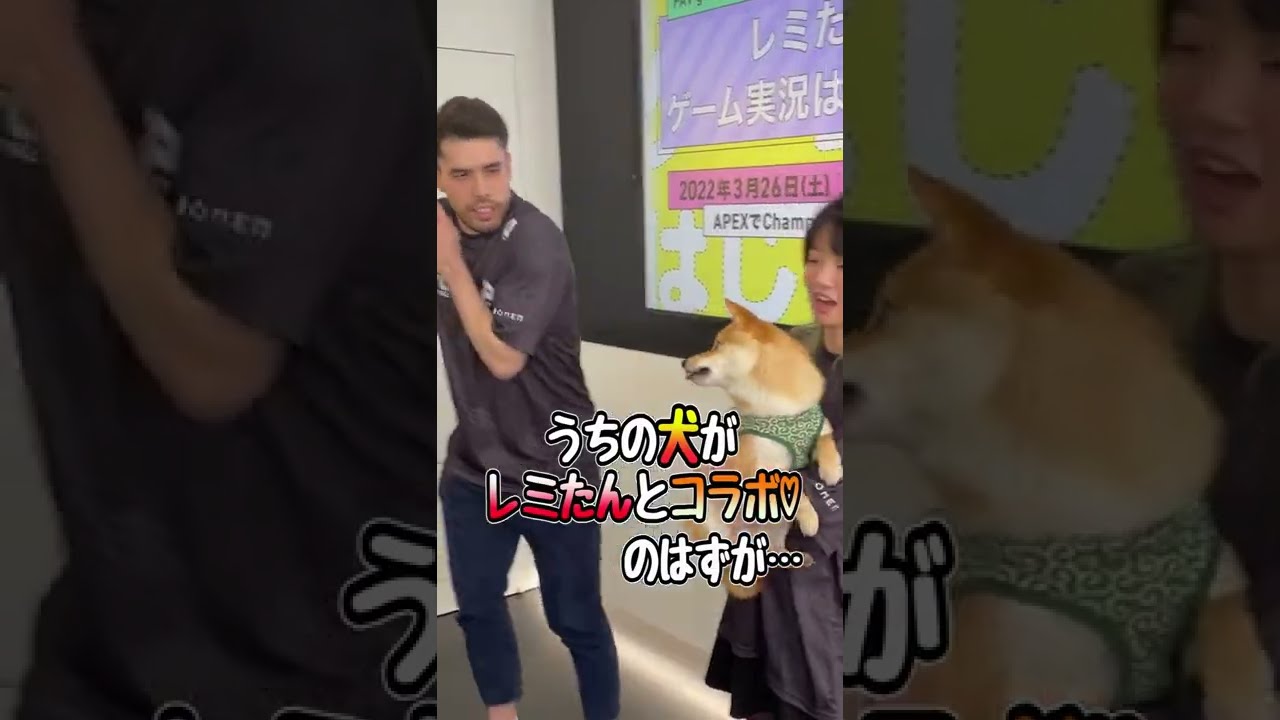 大物TikTokerレミたんにうちの犬が威嚇…ｗｗｗ#shorts