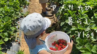 【アメリカの暮らしVlog#15】 アメリカ生活日常Vlog　|  苺狩りとさくらんぼ狩り　| 17年周期でやってくるセミ　ブルードX　| 庭しごと