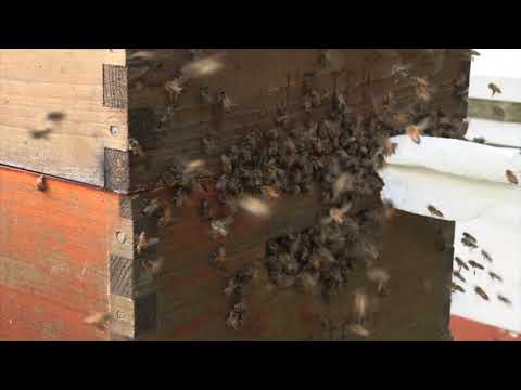 Honey Bees Exhibiting Intensive Robbing Behavior