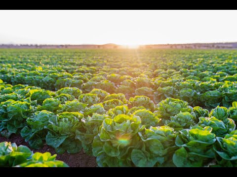 Agromediterránea, one of the main fresh produce companies in Spain