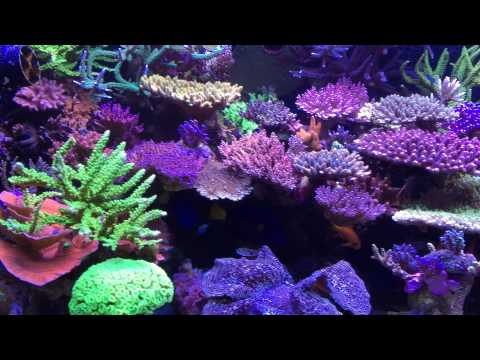 my sps reef tank 29 03 2015