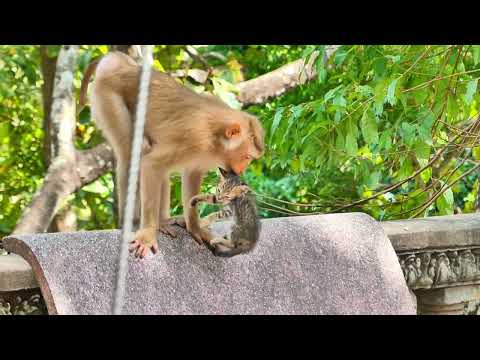 Again and again!! Poor kitten...!!! A kitten is climbed a tree by Liba monkey