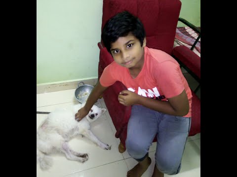 FEEDING DOGS... SHASHWAT HOBBY