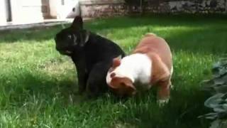 preview picture of video 'Hillcon's english bulldogs and french bulldog playtime!'