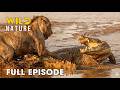 Lion Vs Crocodile FULL EPISODE Survival In Africa S Deadliest Arena Animal Documentary
