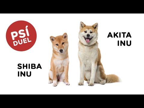 Psí duel - Shiba Inu vs Akita Inu - Tlapka TV