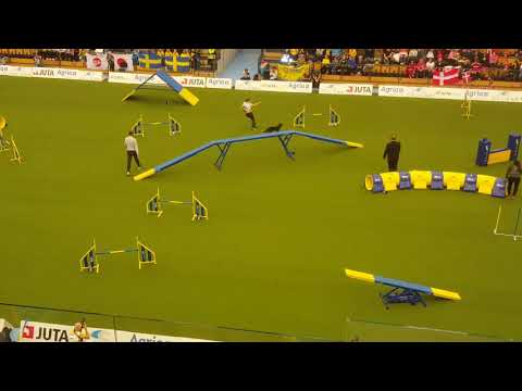 RUSSIA 1st place TEAM Large AGILITY AWC 2018