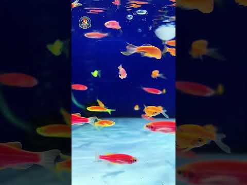 Video Thumb