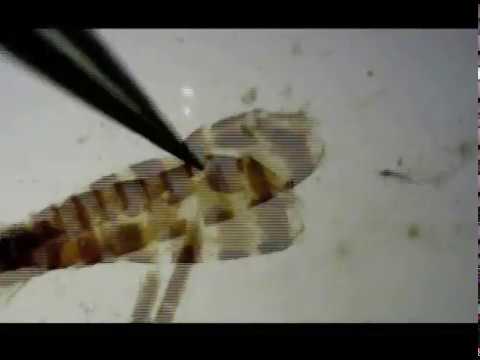 DIY Entomology (Lepidoptera), Ep. 5: Genitalia dissection, part 1