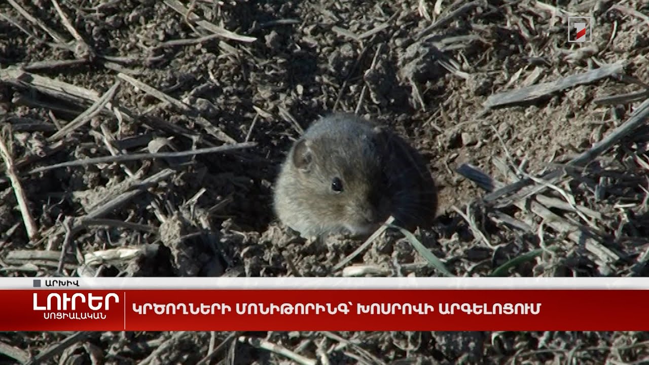 Կրծողների մոնիթորինգ՝ Խոսրովի արգելոցում