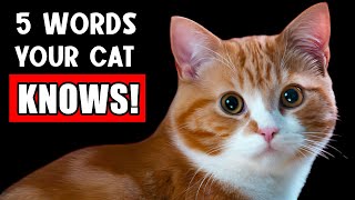 5 Unique Words Your Cat Actually Understands! (Proven by science!) 🚩