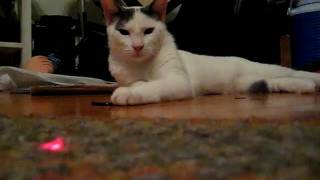 Bones Chasing Laser Light 02