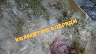Зачем два гнезда крольчихе