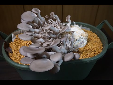 園芸 枯れ木の分解に特化したキノコ