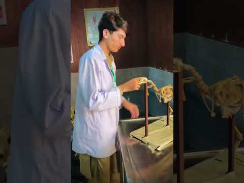 Cock Skeleton #doctorstrange