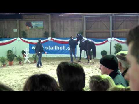 Hengstpräsentation 2016 - Hengststation Maas. J Hell - Central Park
