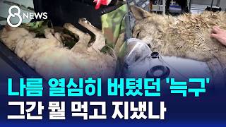 뱃속에 2.6cm 낚시바늘..무사히 제거 안도의 한숨 / SBS 8뉴스