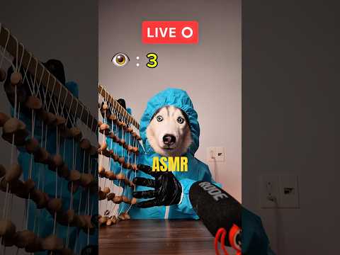 I'm oki 🥹 #asmr #shorts #shortvideo #dog