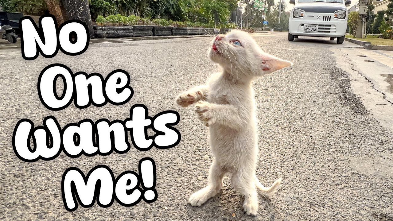 The stray kitten raised her paws, as if saying "Don't leave me here!”.