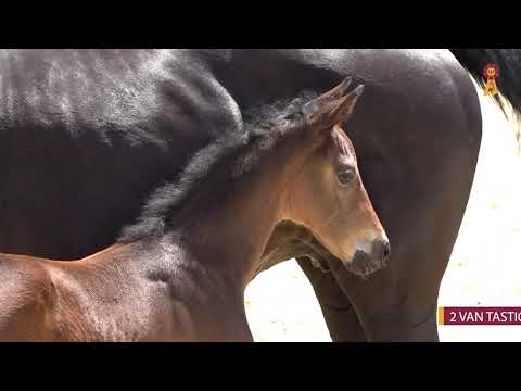 02 VAN TASTIC - HF v. Van Gogh - Casall - Riedlinger Fohlenauktion 2020