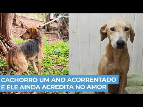 Cachorro Acorrentado por Um Ano Escuta Promessa de Resgate Emocionante