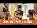 Moeilijke tijden: nieuw nestje met pups gevonden | DierenpraatTV