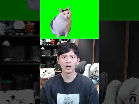 請回答出畫面中貓咪的叫聲 ! !