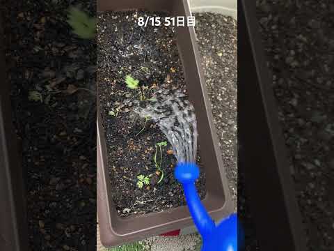 苗が枯れないようにする方法